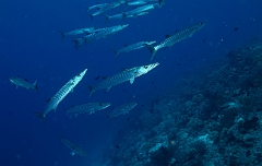Raja Ampat 2016 - Sphyraena qenie - Blackfin Barracudas- Barracudas a nageoires noires - IMG_4345_rc